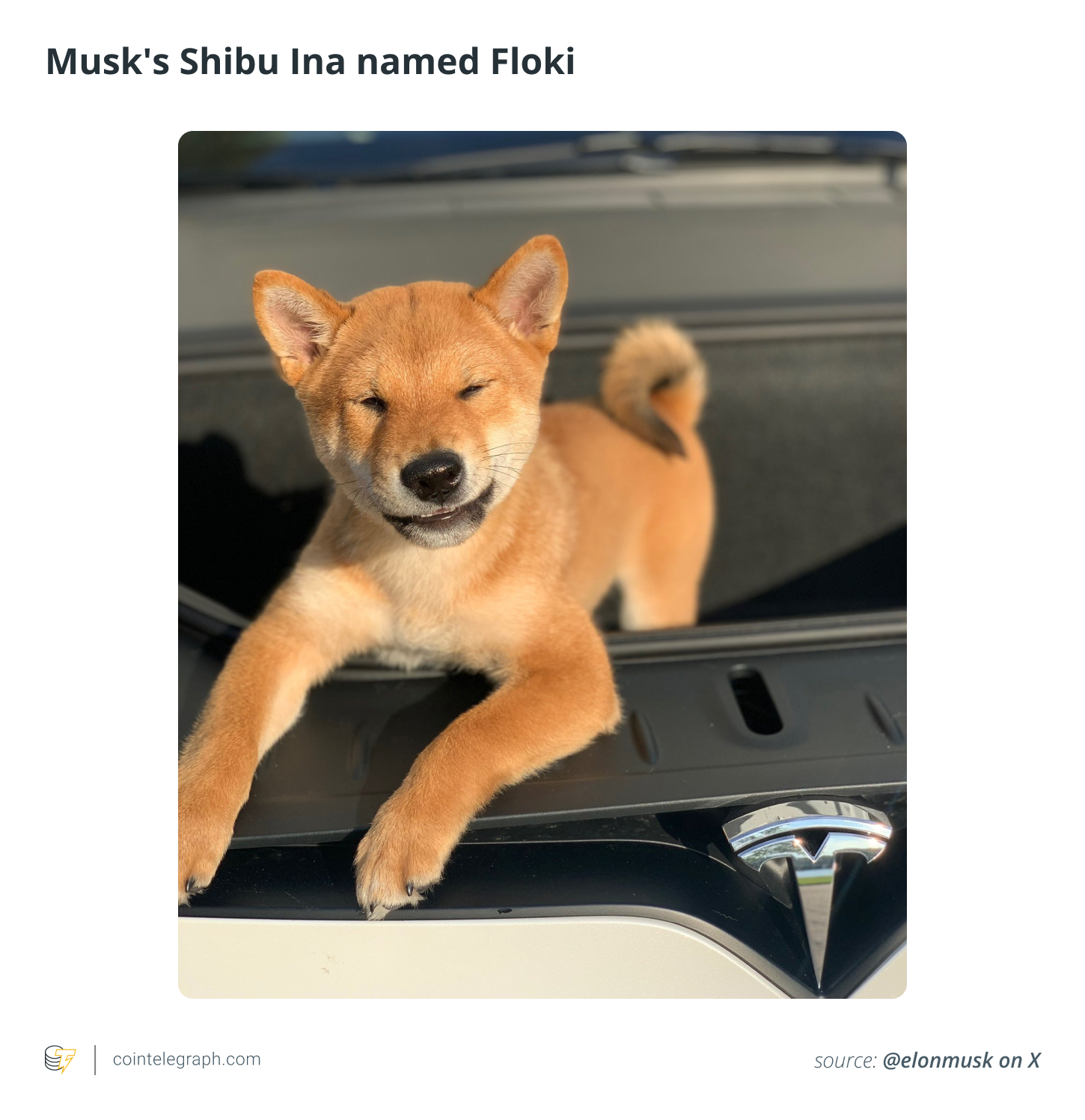 Chú chó Shiba Inu của Musk tên là Floki Chú chó Shiba Inu của Musk tên là Floki