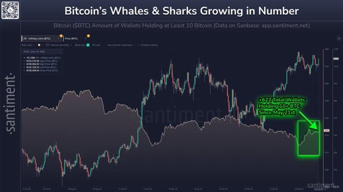 Nhóm cá mập Bitcoin nắm giữ 9,43% nguồn cung BTC: Báo động quyền lực? - Tin Tức Bitcoin - Cập Nhật Tin Tức Coin Mới Nhất 24/7 2025 bitcoin